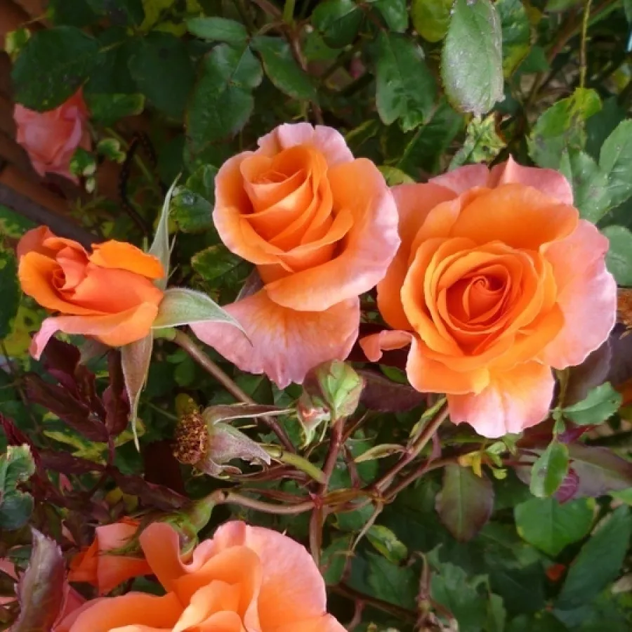 Narancssárga - Rózsa - Metanoïa - online rózsa vásárlás