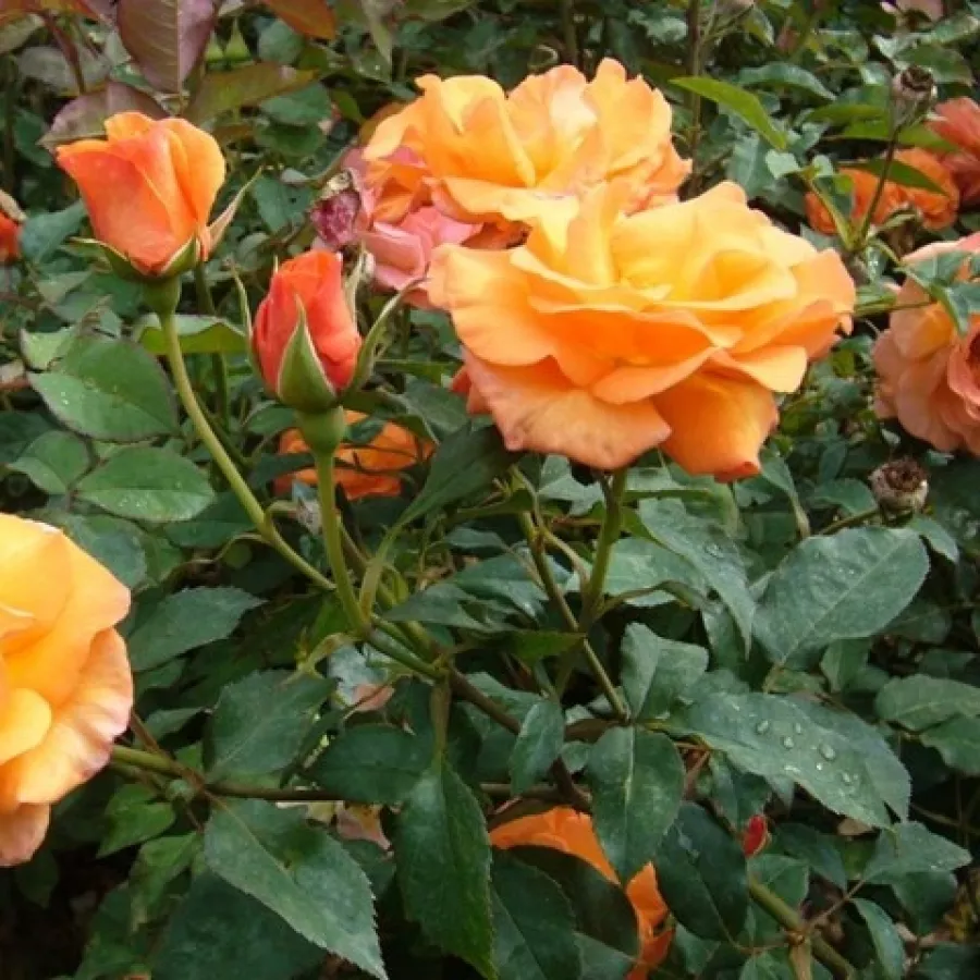 VRTNICE PLEZALKE IN VZPENJALKE - Roza - Metanoïa - vrtnice - proizvodnja in spletna prodaja sadik