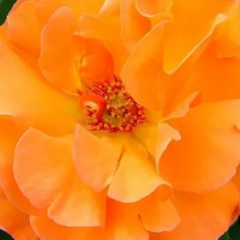 Online rózsa kertészet - narancssárga - climber, futó rózsa - nem illatos rózsa - Metanoïa - (250-300 cm)