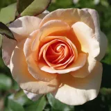 Hibridna čajevka - ruža diskretnog mirisa - aroma limuna - sadnice ruža - proizvodnja i prodaja sadnica - Rosa Malaga - žuta