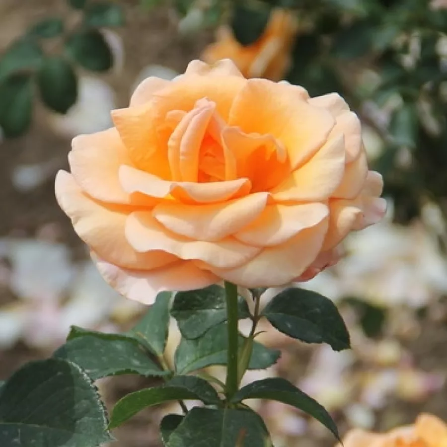 Hybrydowa róża herbaciana - Róża - Malaga - sadzonki róż sklep internetowy - online