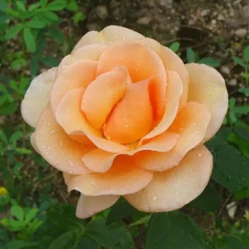 Rosa Malaga - amarillo - rosales híbridos de té