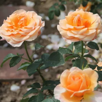 Sárga - rózsaszín árnyalat - teahibrid rózsa - diszkrét illatú rózsa - -