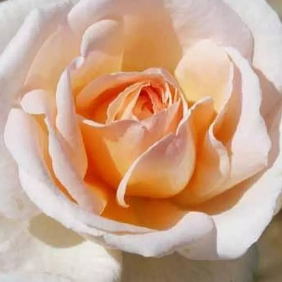 Csésze - Rózsa - Malaga - online rózsa vásárlás