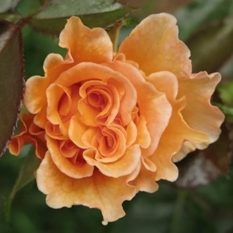 Naranja - Rosa - Tanky - comprar rosales online
