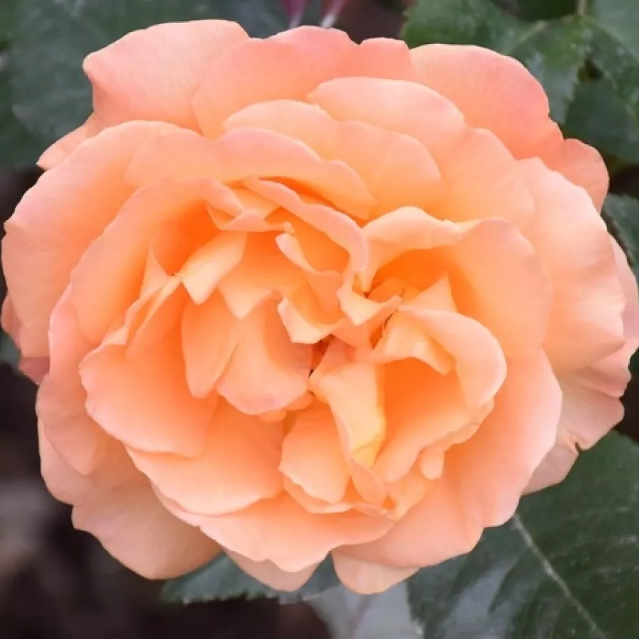 Hybrydowa róża herbaciana - Róża - Tanky - sadzonki róż sklep internetowy - online