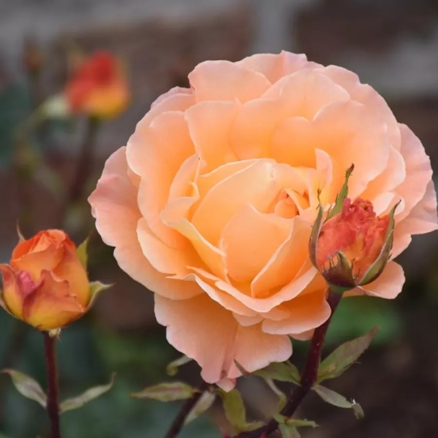 Rosa de fragancia intensa - Rosa - Tanky - comprar rosales online