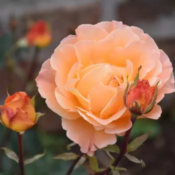 Rosa Tanky - orange - edelrosen - teehybriden