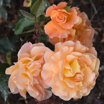 Narancssárga - teahibrid rózsa - intenzív illatú rózsa - -