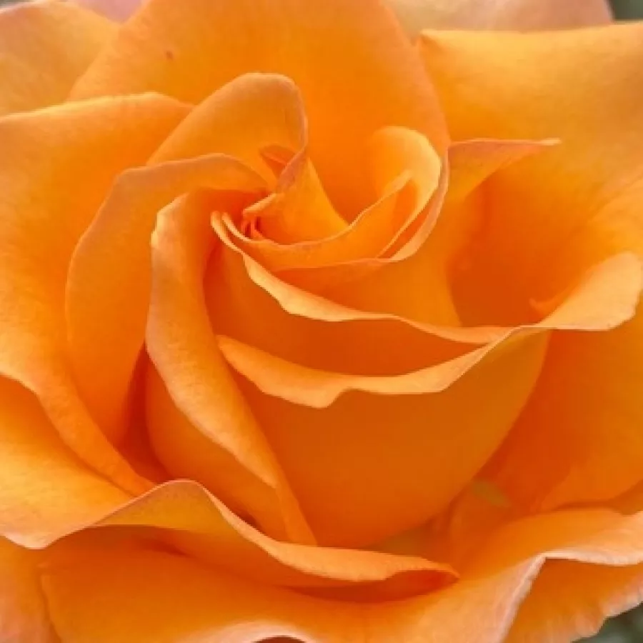 Csúcsos - Rózsa - Tanky - online rózsa vásárlás