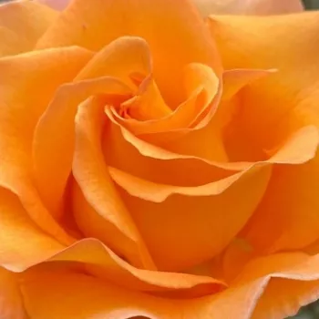 Rózsa kertészet - teahibrid rózsa - intenzív illatú rózsa - Tanky - narancssárga - (90-100 cm)