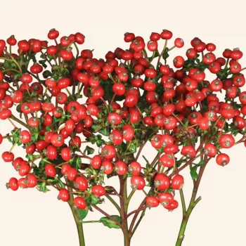 Leuchtend, strahlend rote Blüte mit kontrastierenden gelben Staubblättern. - parkrose - mild, zurückhaltend duftende rose - frisch, belebend