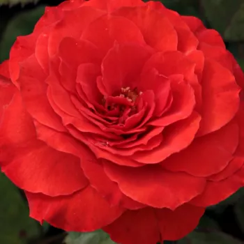 Online rózsa kertészet - vörös - virágágyi floribunda rózsa - Borsod - nem illatos rózsa - (40-50 cm)