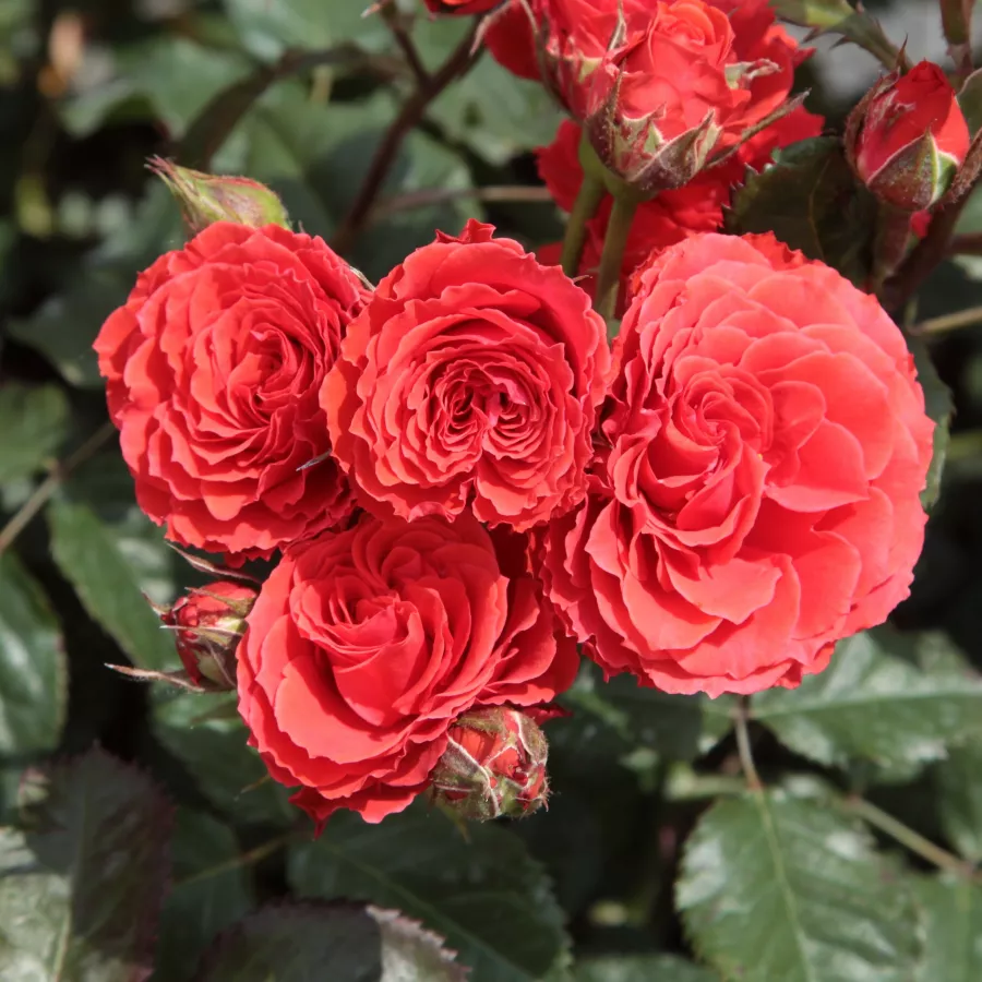 Czerwony - Róża - Borsod - Szkółka Róż Rozaria
