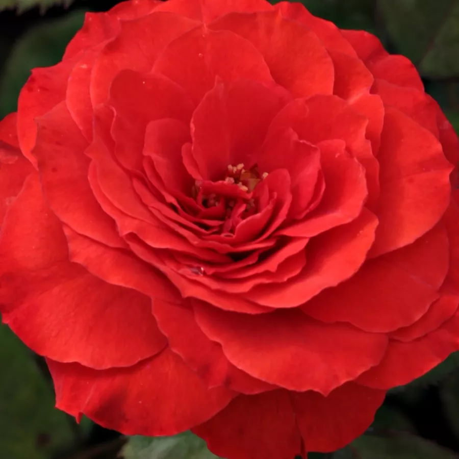 Floribunda - Trandafiri - Borsod - Trandafiri online