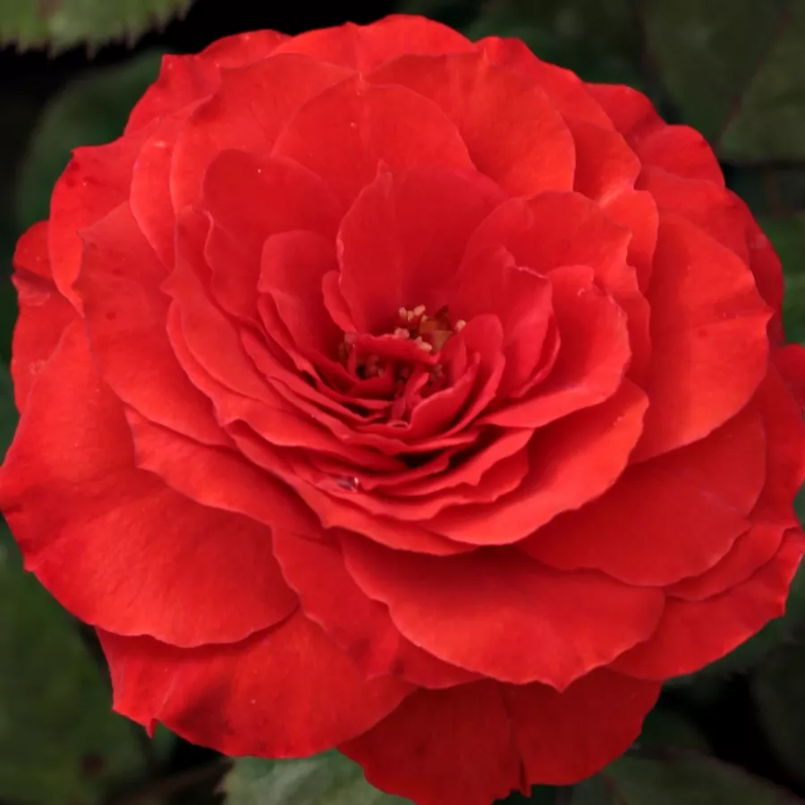 Rojo - Rosa - Borsod - rosal de pie alto