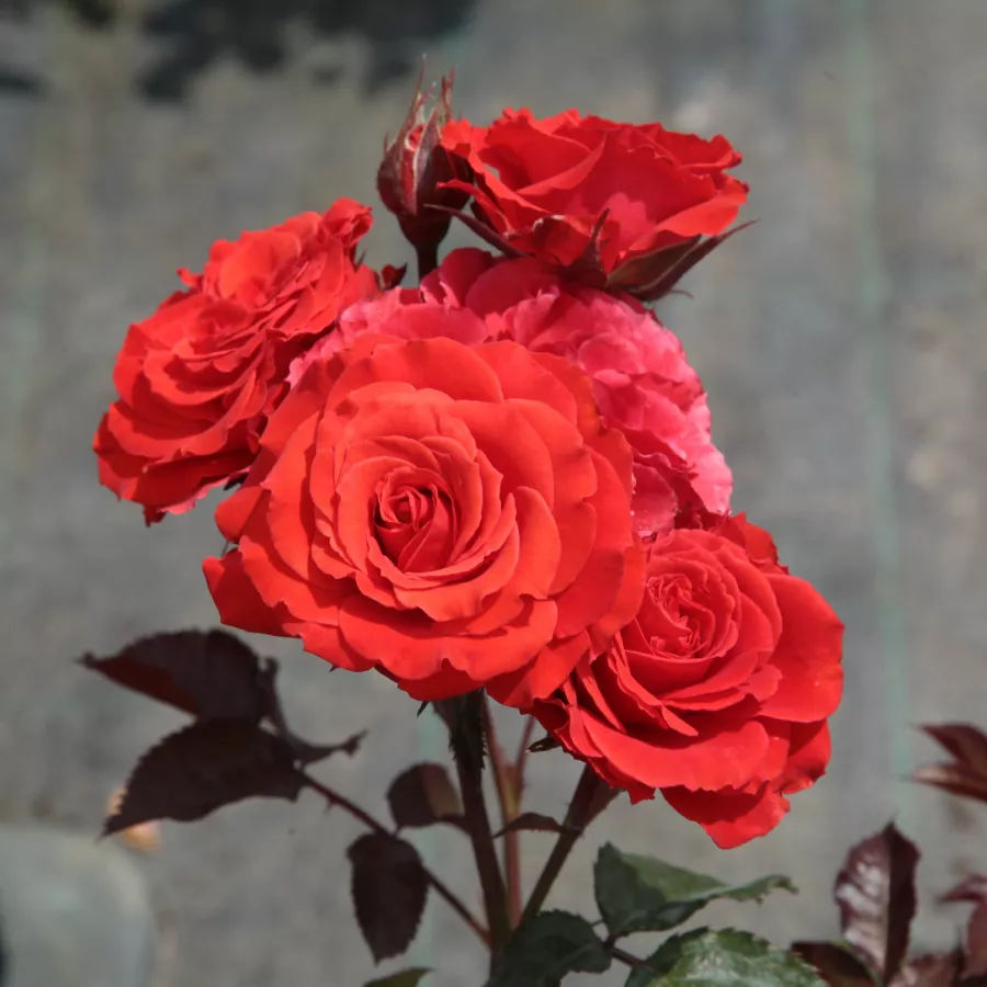 120-150 cm - Rosa - Borsod - rosal de pie alto