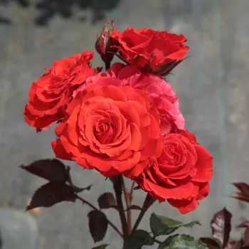 Krvavě-oranžová - stromkové růže - Stromkové růže s květy anglických růží