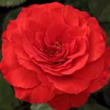 Vörös - nem illatos rózsa - Online rózsa vásárlás - Rosa Borsod - virágágyi floribunda rózsa