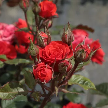 Rosa Borsod - rosso - Rose Polyanthe