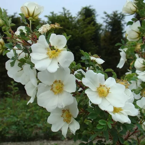 Rosa kokanica Vacratot