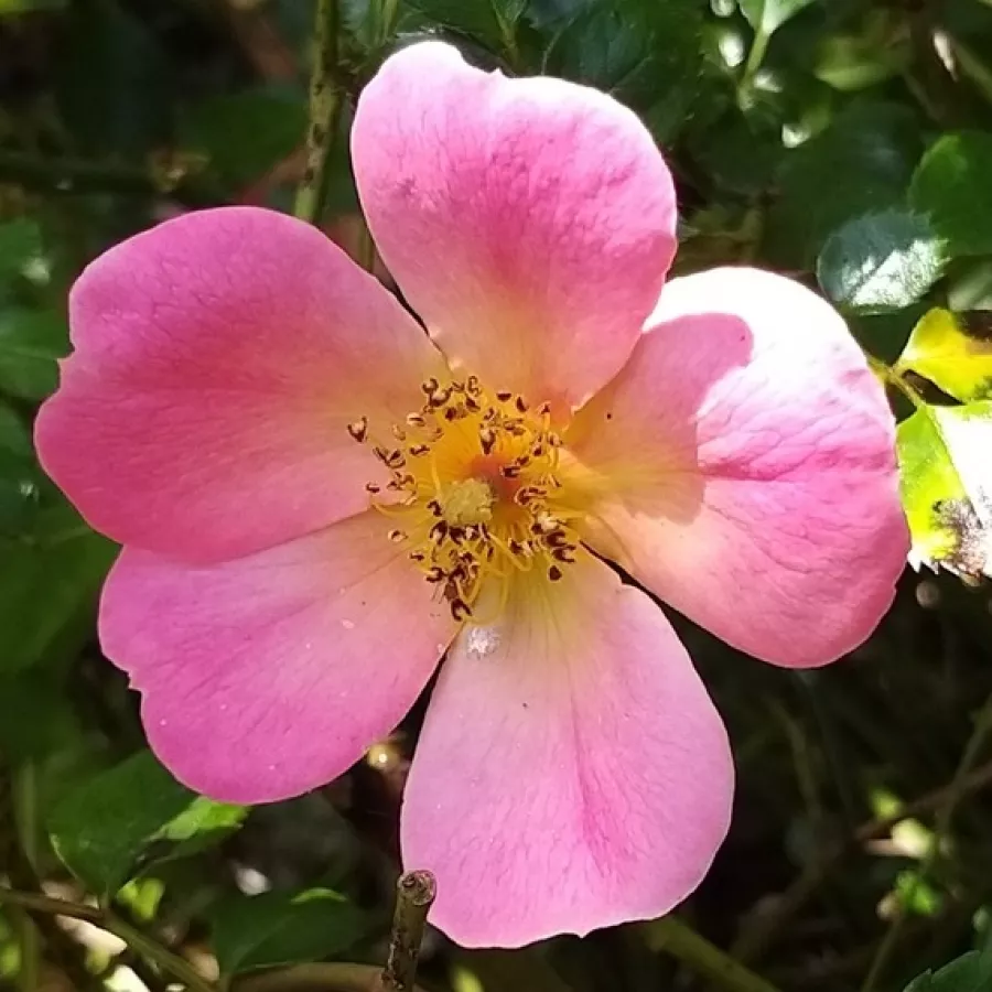 Diszkrét illatú rózsa - Rózsa - Interhappy - kertészeti webáruház
