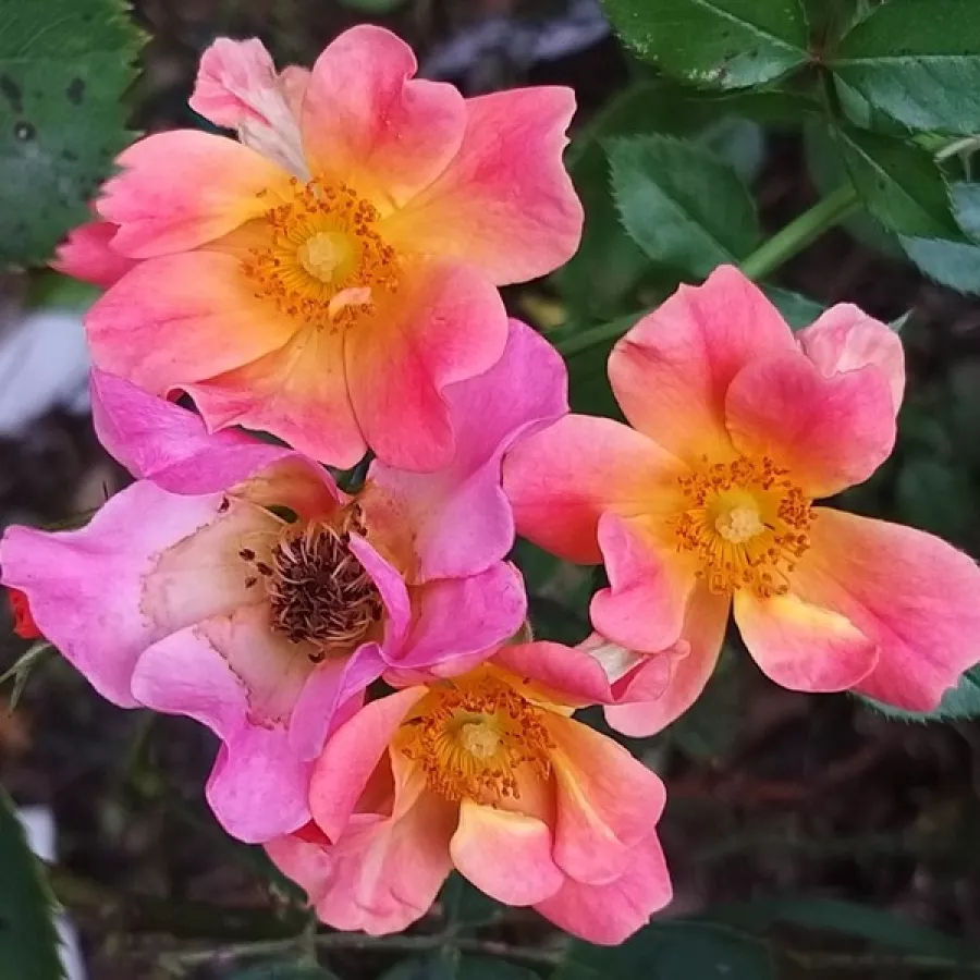 Talajtakaró rózsa - Rózsa - Interhappy - kertészeti webáruház