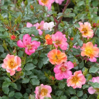 Rosa Interhappy - ružičasto - žuta - ruža pokrivačica tla