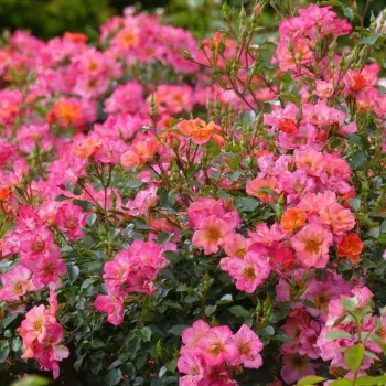 Rosa - gelber farbton - bodendecker rose - rose mit diskretem duft - saures aroma