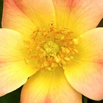Rosen online kaufen - talajtakaró rózsa - Interhappy - rózsaszín - sárga - diszkrét illatú rózsa - (50-60 cm)