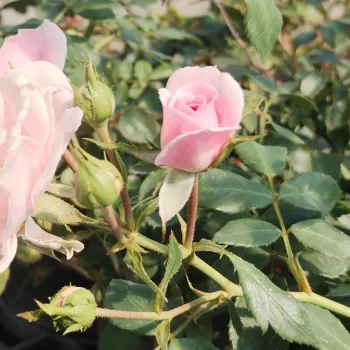 RANDILLA ROSE – rosa Zwerg-Minirose - Interplant
