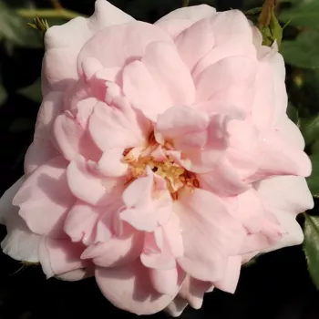 Rosen Online Gärtnerei - rosa - zart, zurückhaltend duftende rose - Randilla Rose - zwergrose, minirose - (25-35 cm)