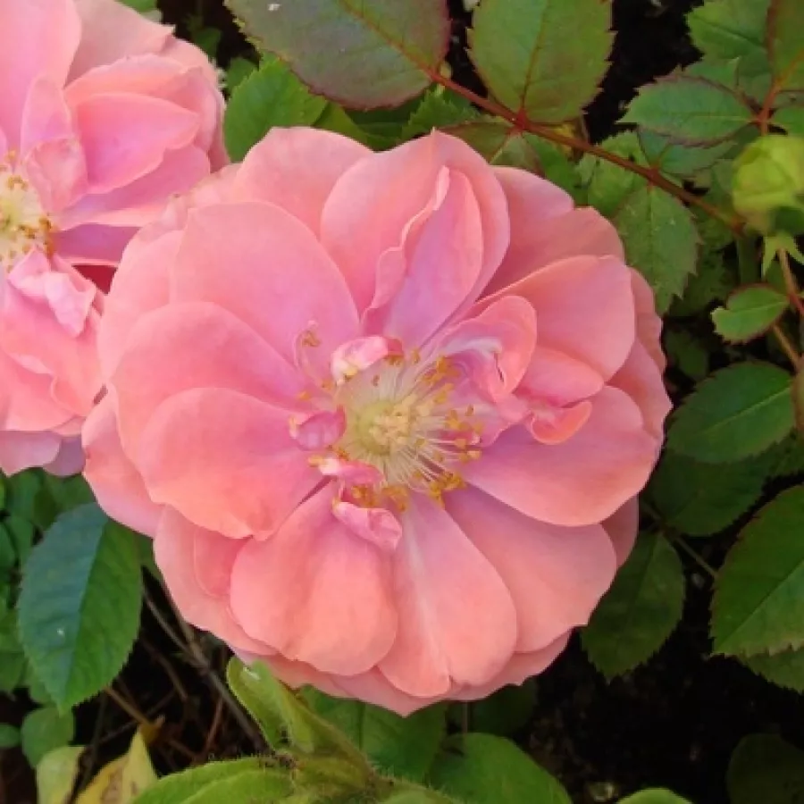 Törpe - mini rózsa - Rózsa - Randilla Rose - online rózsa vásárlás