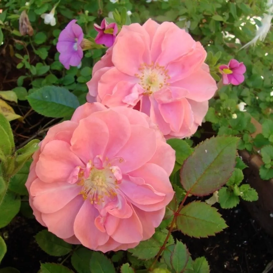 Törpe - mini rózsa - Rózsa - Randilla Rose - kertészeti webáruház