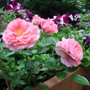Rosa Randilla Rose - ružičasta - patuljasta - mini ruža