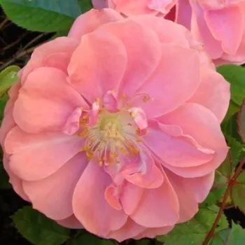 Rosen-webshop - törpe - mini rózsa - nem illatos rózsa - Randilla Rose - rózsaszín - (30-40 cm)