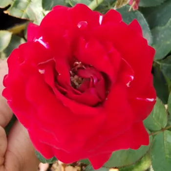 Rózsa rendelés online - piros - enyhe, visszafogott illatú rózsa - Randilla Rouge - törpe - mini rózsa - (25-35 cm)