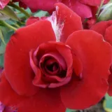 Rojo - rosales miniaturas - rosa sin fragancia - Rosa Randilla Rouge - comprar rosales online