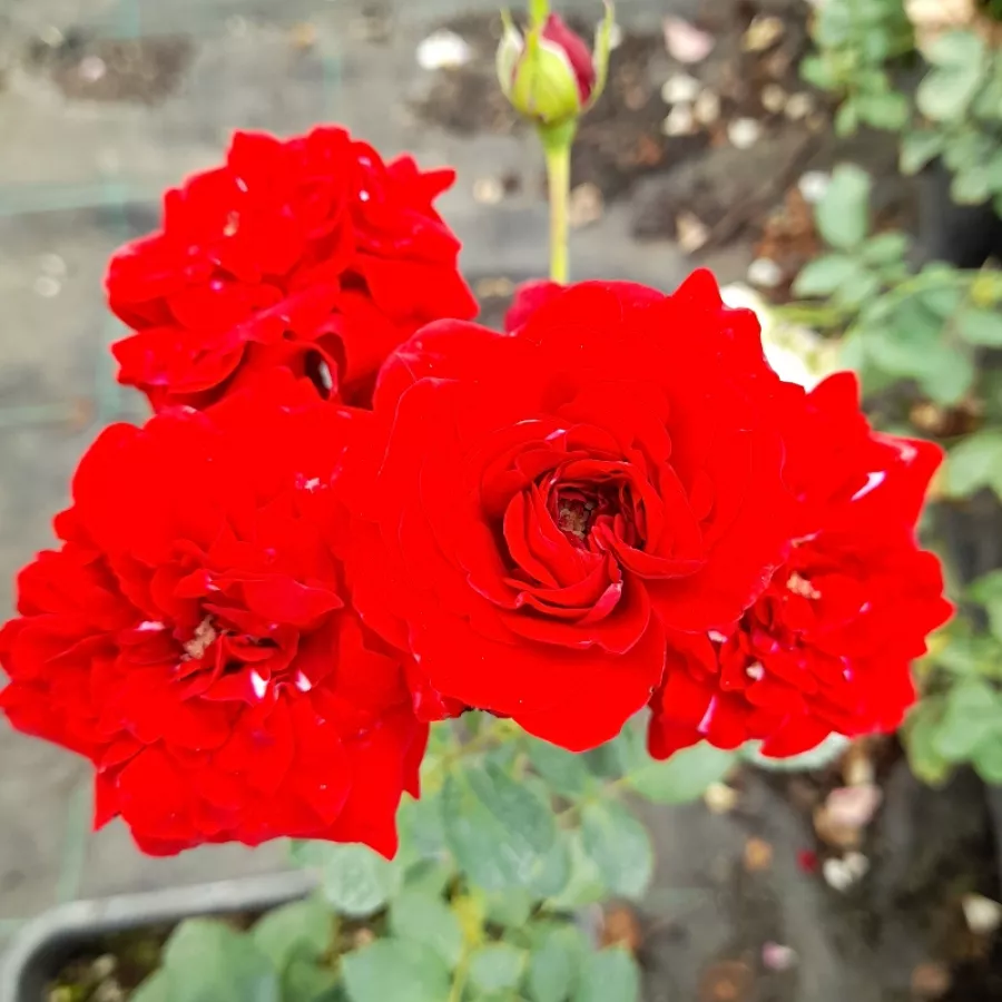 Karłowa - róża miniaturowa - Róża - Randilla Rouge - sadzonki róż sklep internetowy - online