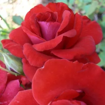 Vörös - törpe - mini rózsa   (30-40 cm)