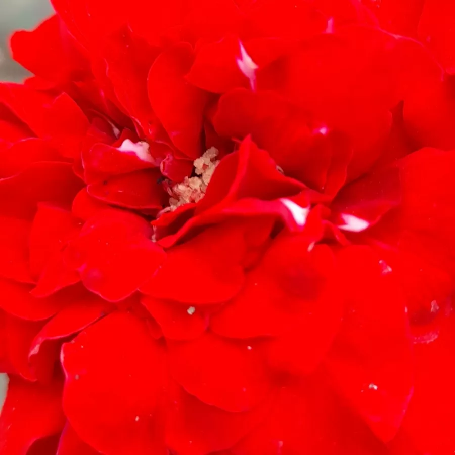 Csésze - Rózsa - Randilla Rouge - online rózsa vásárlás
