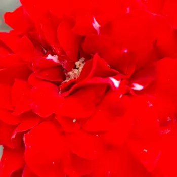 Online rózsa kertészet - vörös - törpe - mini rózsa - nem illatos rózsa - Randilla Rouge - (30-40 cm)