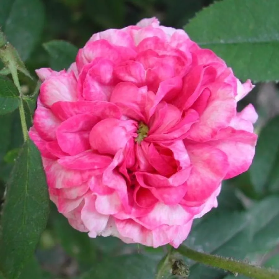 Intenziven vonj vrtnice - Roza - Ambroise Paré - vrtnice online