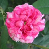 Roza - zgodovinska - galska vrtnica - intenziven vonj vrtnice - aroma sadja - Rosa Ambroise Paré - vrtnice - proizvodnja in spletna prodaja sadik