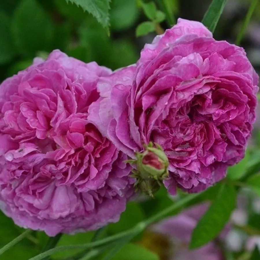 Historyczna - róża gallica - Róża - Ambroise Paré - sadzonki róż sklep internetowy - online