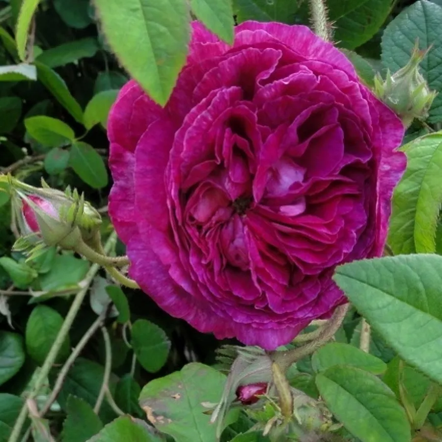 Schalenförmig - Rosen - Ambroise Paré - rosen onlineversand