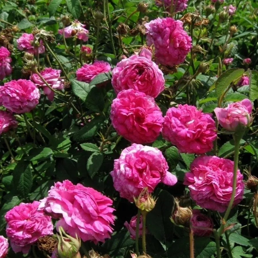 Bukietowe - Róża - Ambroise Paré - sadzonki róż sklep internetowy - online