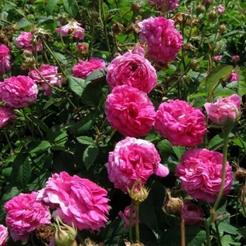 Rózsaszín - történelmi - gallica rózsa - intenzív illatú rózsa - gyümölcsös aromájú