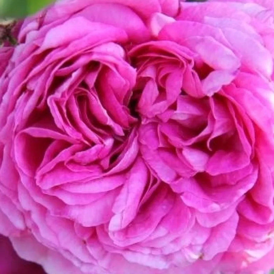 Jean-Pierre Vibert - Róża - Ambroise Paré - sadzonki róż sklep internetowy - online
