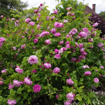 Einheitliches, mittelgesättigtes, warmes Rosa mit feinem kirschfarbenen Schimmer. - historisch, bourbon-rose - sehr stark duftende, aus großer Entfernung wahrnehmbare rose - klassisch, rosig duftend